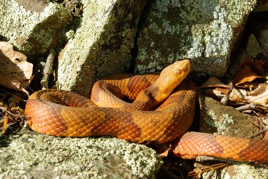 Copperhead basking-1