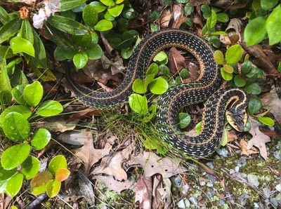 Garter snake defense-1