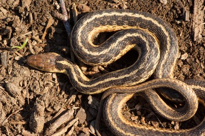 Gartersnake dorsal view-1