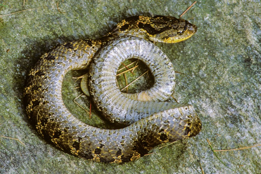 Hognose recovering-1