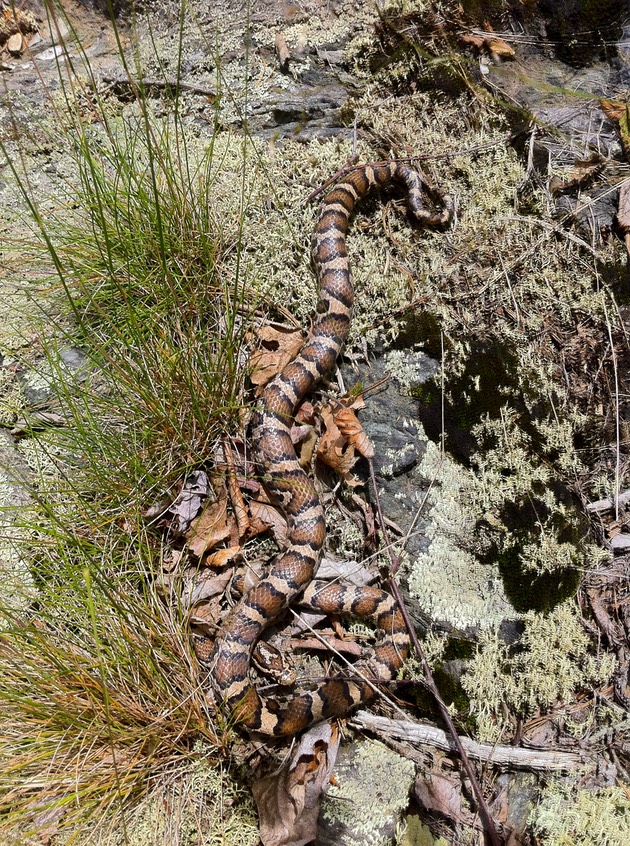 Milksnake basking-1