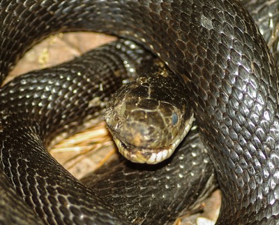 Ratsnake 