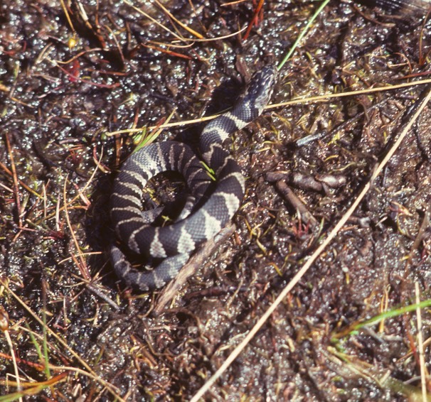 Watersnake neonate Bog-1